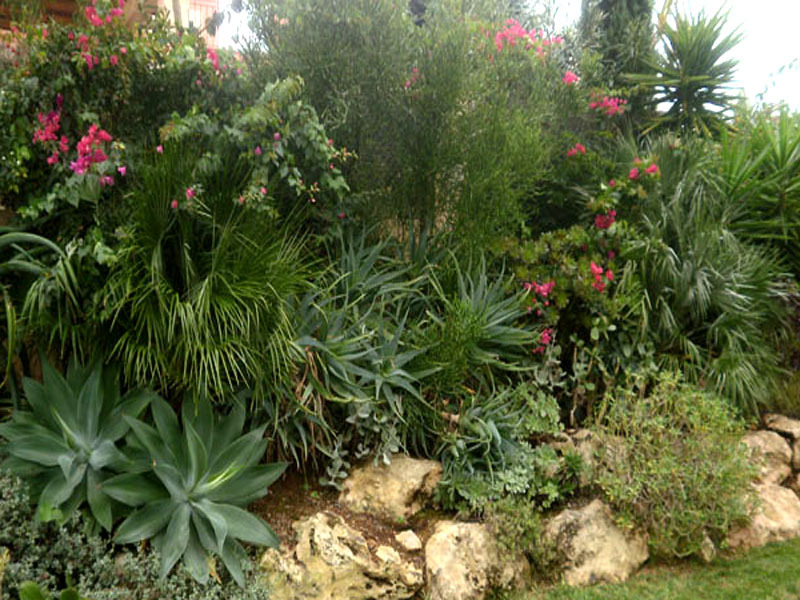 Üppiger Steingarten mit Agaven und Bougainvillea